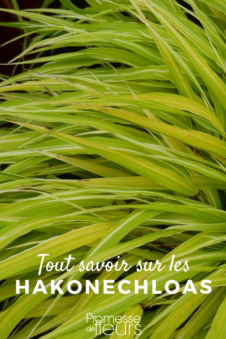 <h1>Todo sobre la hierba de Japón</h1>

<p>La hierba de Japón, también conocida como <em>Hakonechloa macra</em>, es una planta ornamental muy apreciada por su follaje elegante y su capacidad para adaptarse a diferentes condiciones de jardín. Originaria de las regiones montañosas de Japón, esta gramínea perenne es perfecta para añadir textura y movimiento a tus espacios verdes.</p>

<h2>Características principales</h2>
<ul>
  <li><strong>Altura:</strong> Entre 30 y 50 cm.</li>
  <li><strong>Follaje:</strong> Hojas finas y arqueadas, de color verde brillante o variegado.</li>
  <li><strong>Floración:</strong> Pequeñas espigas discretas en verano.</li>
  <li><strong>Exposición:</strong> Sombra parcial o luz filtrada.</li>
  <li><strong>Suelo:</strong> Húmedo, bien drenado y rico en materia orgánica.</li>
</ul>

<h2>Cuidados básicos</h2>
<p>Para mantener tu hierba de Japón en óptimas condiciones, sigue estos consejos:</p>
<ol>
  <li><strong>Riego:</strong> Mantén el suelo ligeramente húmedo, especialmente durante los meses más cálidos.</li>
  <li><strong>Poda:</strong> Recorta las hojas secas al final del invierno para favorecer un nuevo crecimiento.</li>
  <li><strong>Abono:</strong> Aplica un fertilizante orgánico en primavera para estimular su desarrollo.</li>
  <li><strong>Protección:</strong> En regiones frías, cubre la base de la planta con mantillo para protegerla de las heladas.</li>
</ol>

<h2>Usos en el jardín</h2>
<p>La hierba de Japón es ideal para:</p>
<ul>
  <li>Bordes y caminos.</li>
  <li>Jardines de rocas.</li>
  <li>Combinaciones con otras plantas de sombra, como hostas y helechos.</li>
  <li>Macetas y contenedores en terrazas o balcones.</li>
</ul>

<p>Con su aspecto delicado y su fácil mantenimiento, la hierba de Japón es una excelente opción para añadir un toque de elegancia y serenidad a tu jardín. ¡No dudes en incorporarla a tus proyectos paisajísticos!</p>