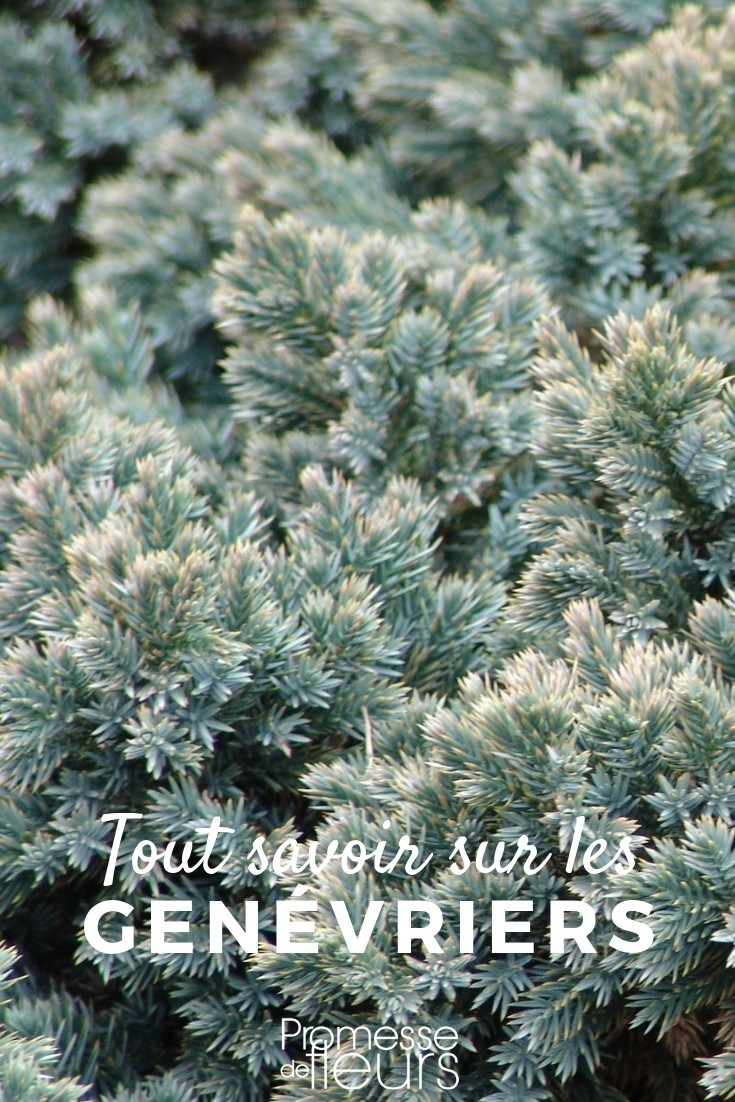 **El enebro: todo lo que necesitas saber**

El enebro es una planta fascinante que ha sido valorada durante siglos por sus múltiples usos y su belleza natural. En este artículo, exploraremos todo lo que necesitas saber sobre esta especie versátil, desde sus características botánicas hasta sus aplicaciones en el jardín y más allá.

### Características del enebro

El enebro (*Juniperus*) es un género de coníferas que incluye alrededor de 60 especies. Estas plantas son conocidas por su follaje perenne, que puede variar desde agujas afiladas hasta escamas suaves, dependiendo de la especie. Los enebros pueden crecer como arbustos bajos o como árboles de tamaño mediano, lo que los hace ideales para una variedad de usos en el jardín.

### Usos en el jardín

1. **Setos y borduras**: Muchas especies de enebro son perfectas para crear setos densos y atractivos que proporcionan privacidad y protección contra el viento.
2. **Cobertura del suelo**: Las variedades de enebro de bajo crecimiento son excelentes para cubrir grandes áreas del jardín, ayudando a controlar la erosión y a mantener la humedad del suelo.
3. **Jardines rocosos**: El enebro es una opción popular para los jardines rocosos debido a su resistencia y su capacidad para prosperar en suelos pobres.

### Cuidados del enebro

- **Luz**: La mayoría de las especies de enebro prefieren pleno sol, aunque algunas pueden tolerar la sombra parcial.
- **Suelo**: Los enebros son muy adaptables y pueden crecer en una variedad de suelos, siempre que estén bien drenados.
- **Riego**: Una vez establecidos, los enebros son bastante tolerantes a la sequía, pero es importante regarlos regularmente durante los primeros años.
- **Poda**: La poda no es estrictamente necesaria, pero puede ayudar a mantener la forma deseada y a promover un crecimiento más denso.

### Usos culinarios y medicinales

Además de su valor ornamental, el enebro tiene una larga historia de uso en la cocina y la medicina. Las bayas de enebro, en particular, son conocidas por su sabor distintivo y se utilizan para condimentar platos como el chucrut y el gin. En la medicina tradicional, las bayas y las hojas se han utilizado para tratar una variedad de dolencias, desde problemas digestivos hasta afecciones de la piel.

### Conclusión

El enebro es una planta increíblemente versátil que puede añadir belleza y funcionalidad a cualquier jardín. Ya sea que lo utilices como seto, cobertura del suelo o simplemente como una planta ornamental, el enebro seguramente será una adición valiosa a tu espacio verde. Con los cuidados adecuados, esta resistente conífera puede prosperar durante muchos años, ofreciendo tanto estética como utilidad.

¡Esperamos que esta guía te haya proporcionado toda la información que necesitas para cultivar y disfrutar del enebro en tu jardín!