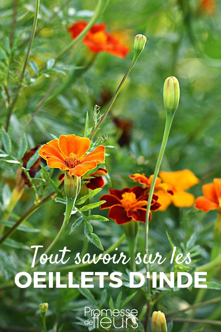 Clavel de moro, tagete: siembra, plantación