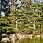 Poda en forma de nube o niwaki