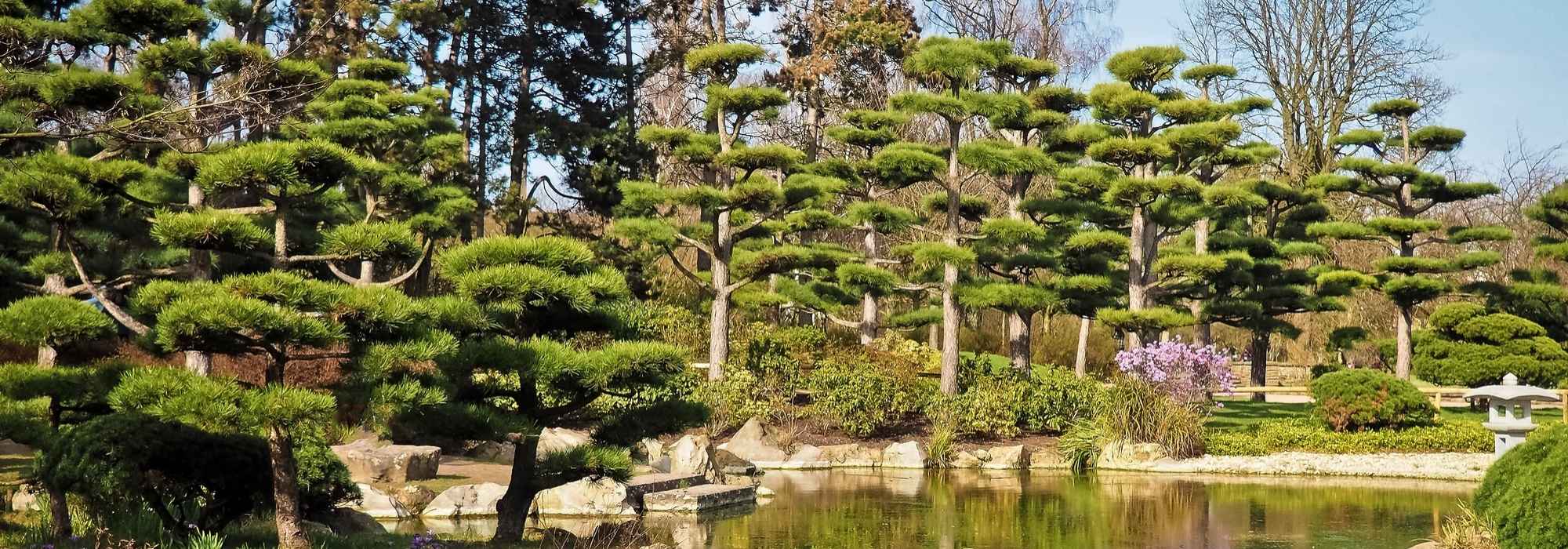 Poda en forma de nube o niwaki