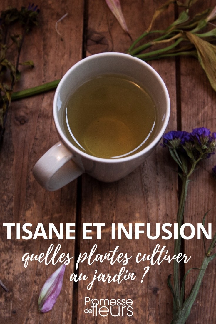 tisana e infusión