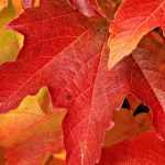 Vid virgen: plantación, cuidado y poda