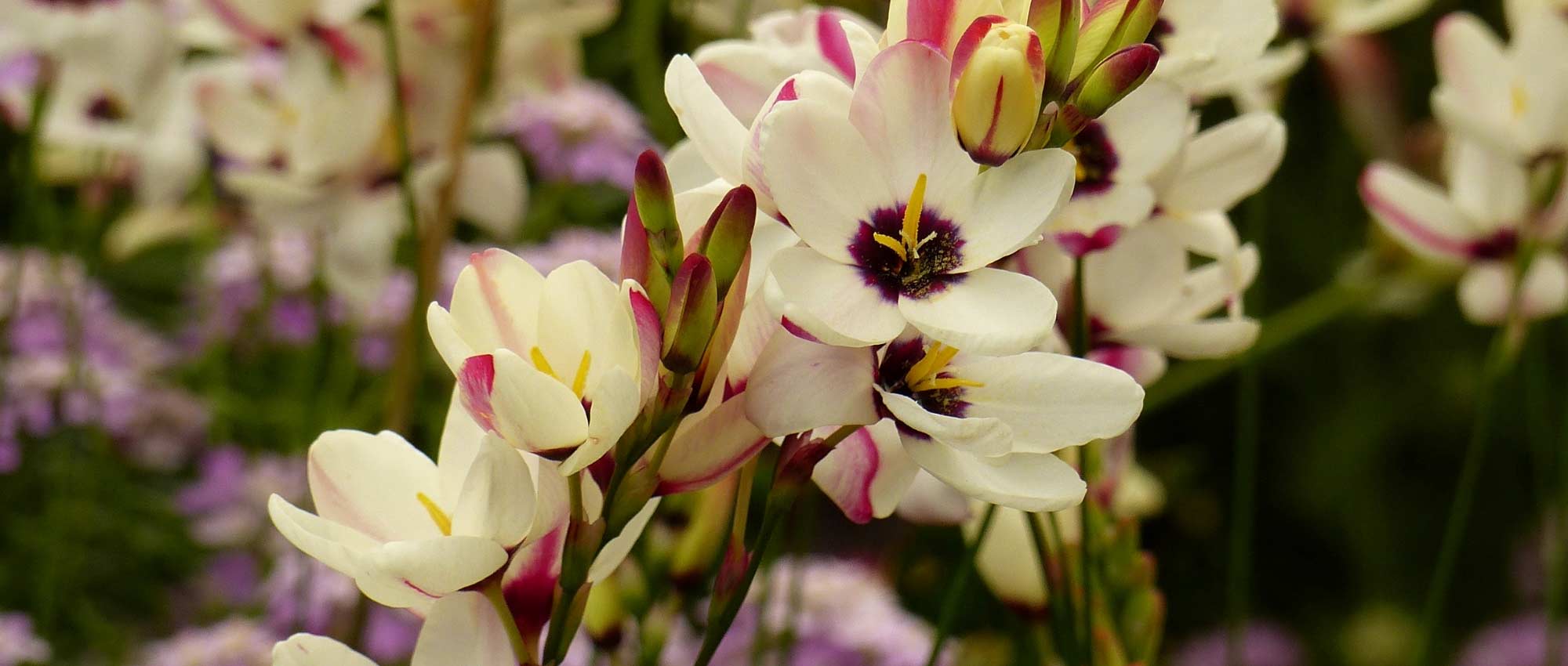 Ixia: Plantación, cultivo y mantenimiento