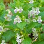 Melittis melissophyllum, Mélitte: plantar y cuidar