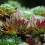 Sempervivum, Siempreviva: plantar, cultivar y cuidar