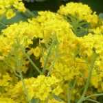 Alysse, cesta de oro: sembrar, plantar, cuidar