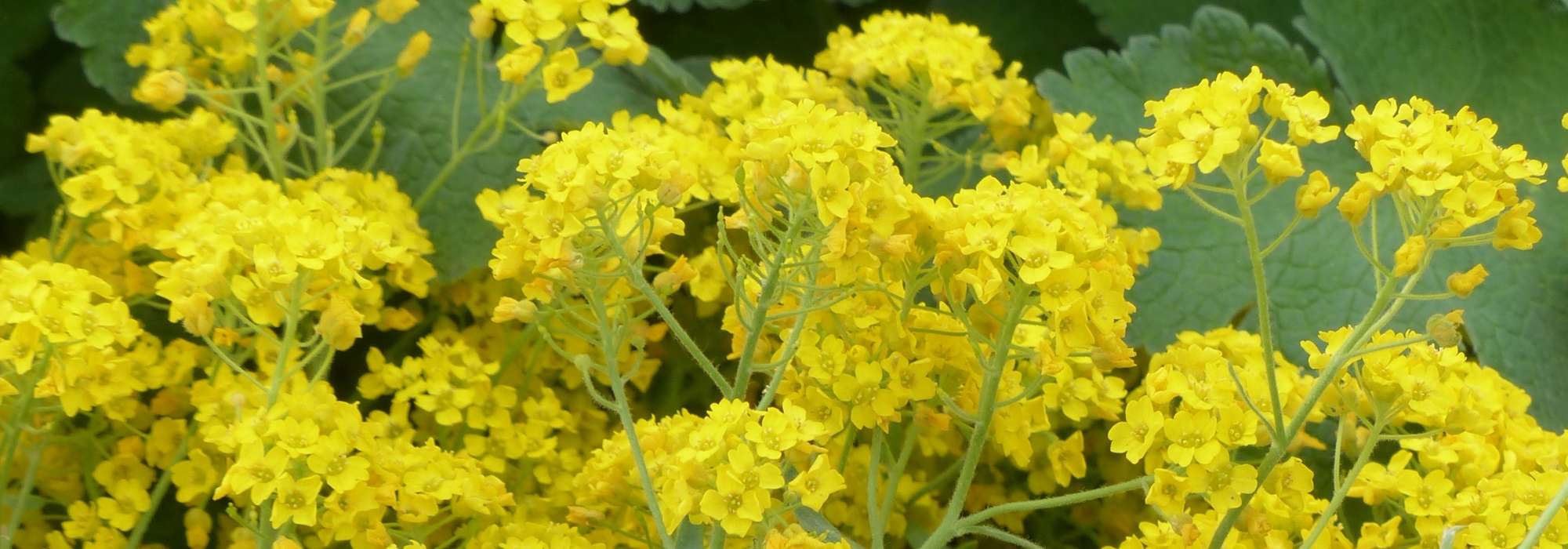 Alysse, cesta de oro: sembrar, plantar, cuidar