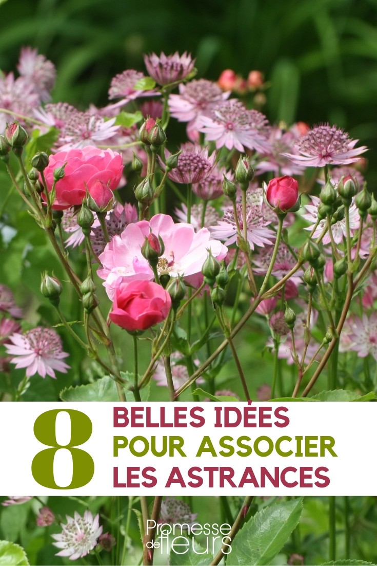 asociar las astrantias