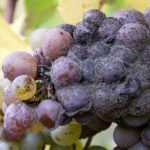 Botrytis o podredumbre gris