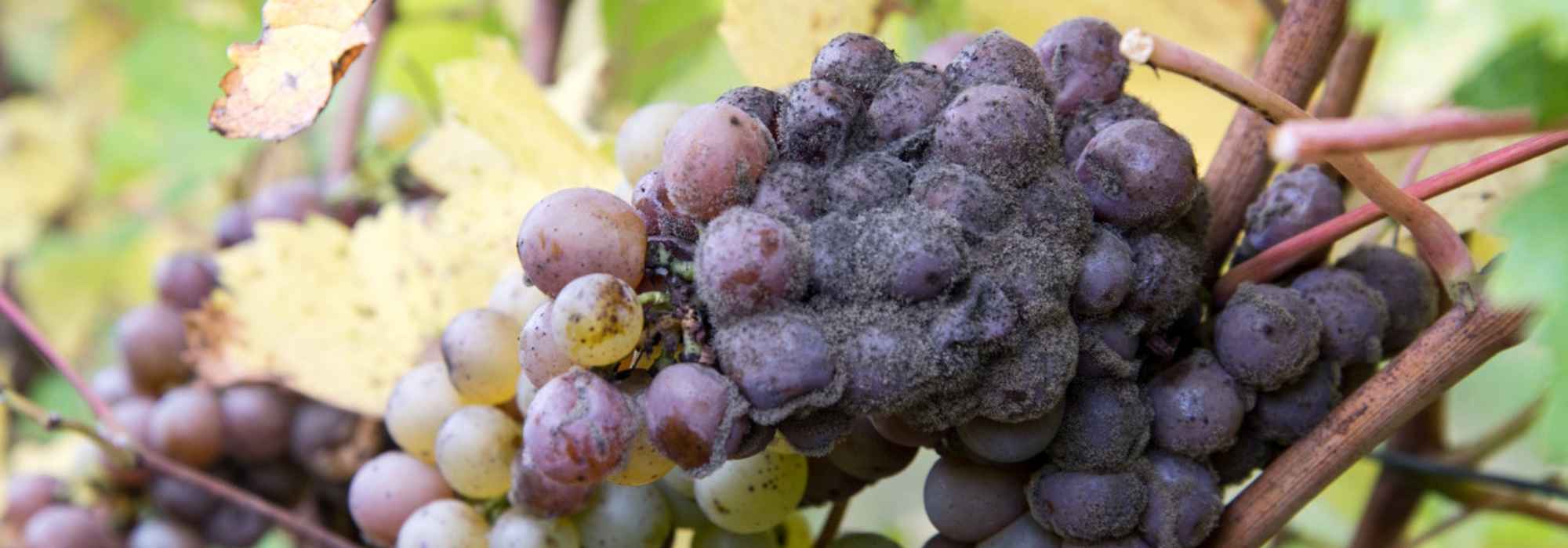 Botrytis o podredumbre gris