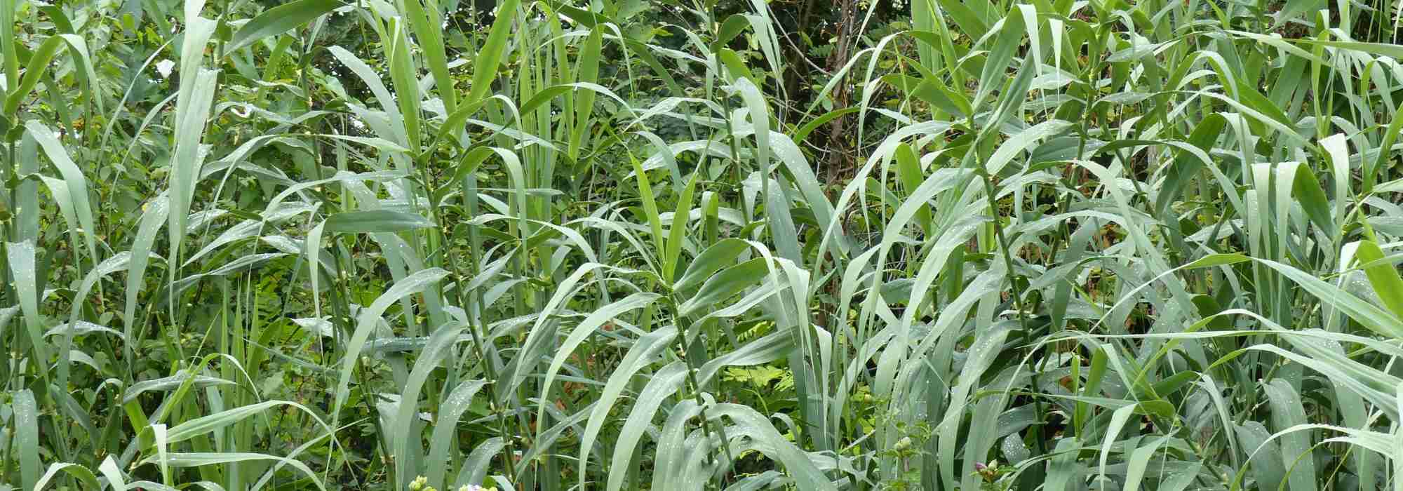 Caña comun, Arundo donax: plantación, cultivo, mantenimiento