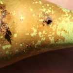 La polilla de la manzana de los frutales