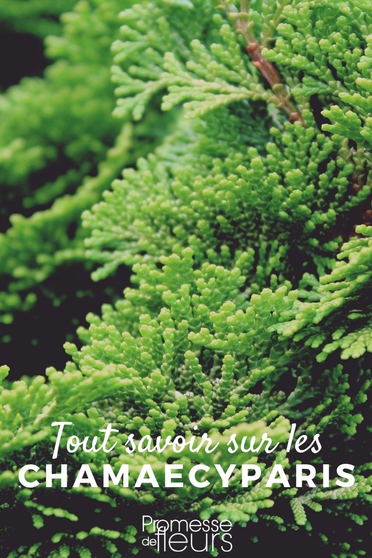 falso ciprés: todo lo que necesitas saber