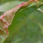 La enfermedad de la hoja abollada del melocotonero