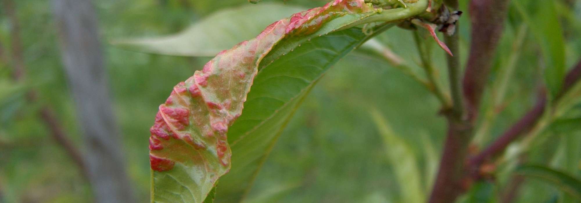 La enfermedad de la hoja abollada del melocotonero