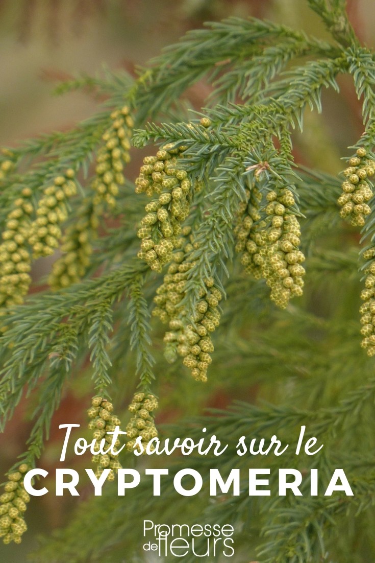 Cedro del Japón, todo lo que necesitas saber