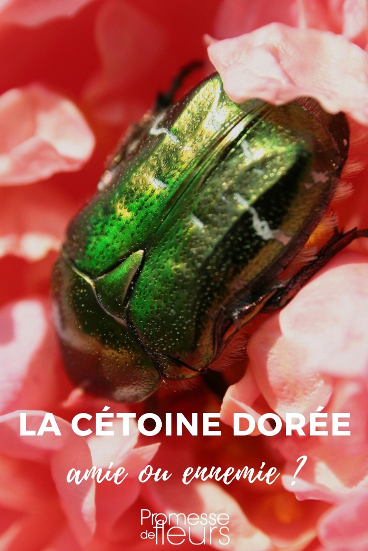 Cetonia aurata