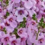 Diascia: sembrar, plantar, cultivar