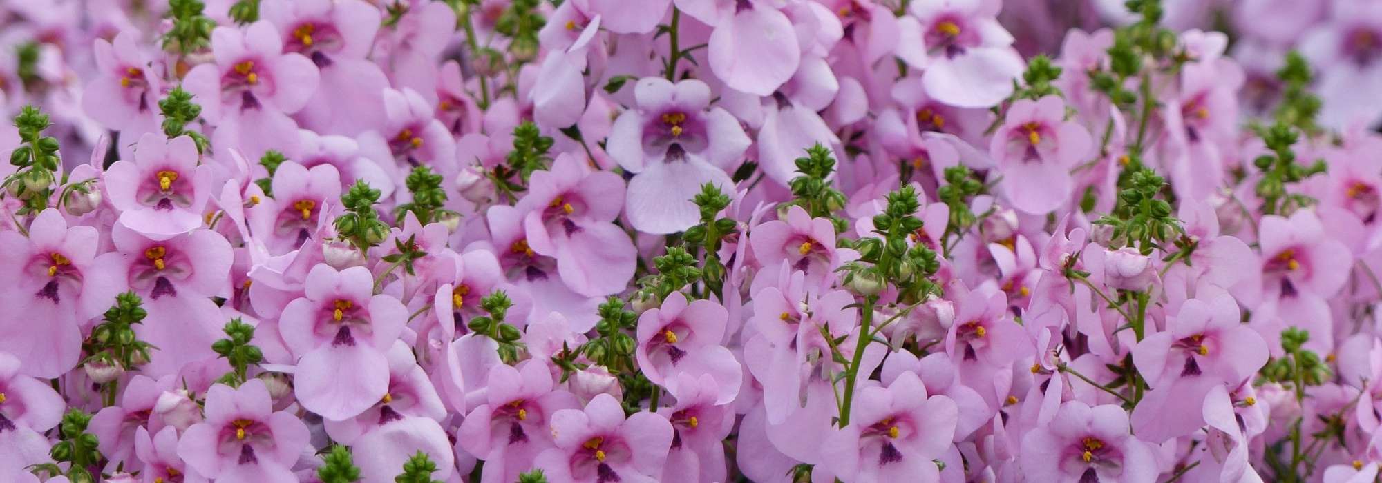 Diascia: sembrar, plantar, cultivar