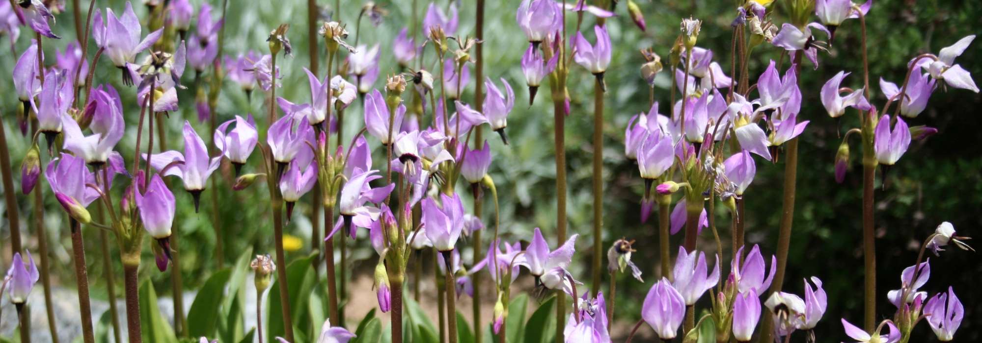 Dodecatheon, Primula de las praderas: plantar, cultivar