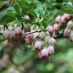 Enkianthus, Enquianto: plantar, cultivar, mantener