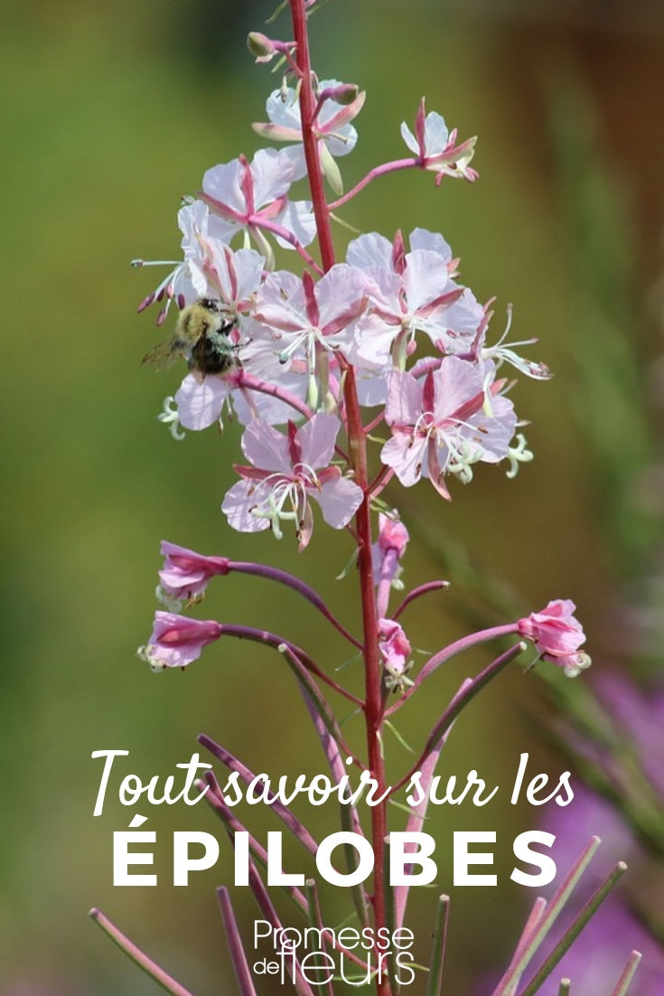 Epilobio: plantar, cultivar