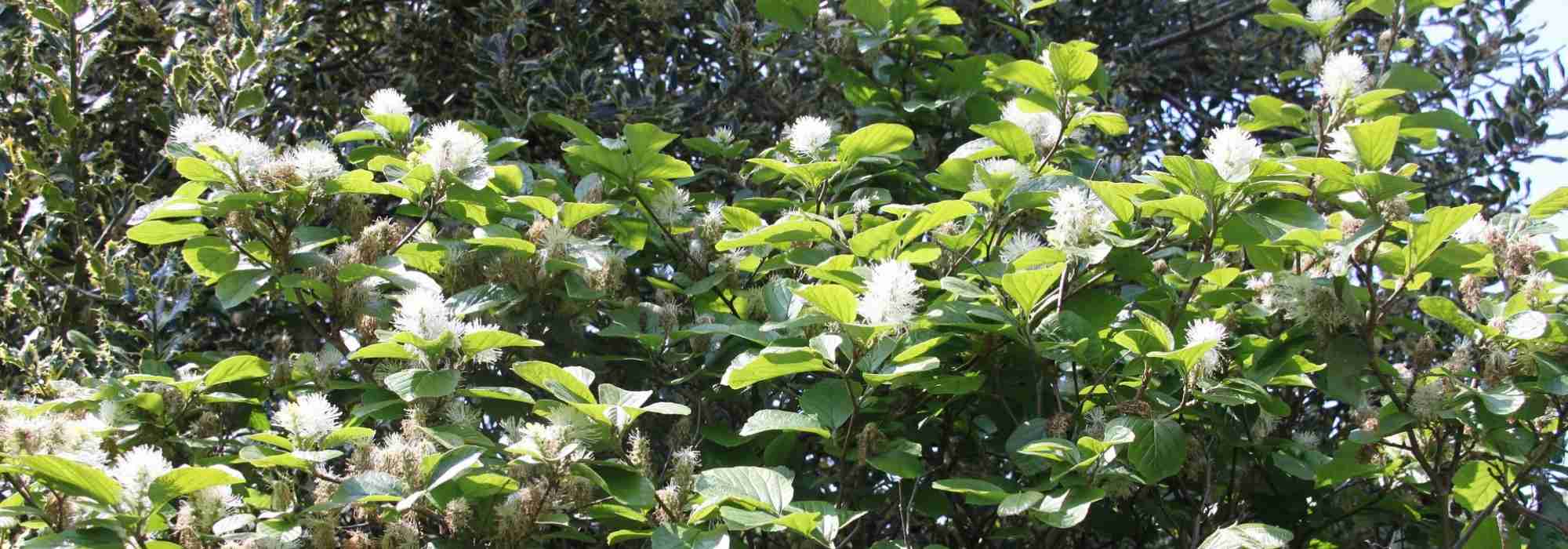 Fothergilla: plantar, podar, cuidar