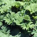 Gunnera, Hojas gigantes del Brasil: plantar y cuidar