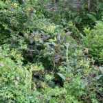 ¿Cómo diseñar un jardín en pendiente?