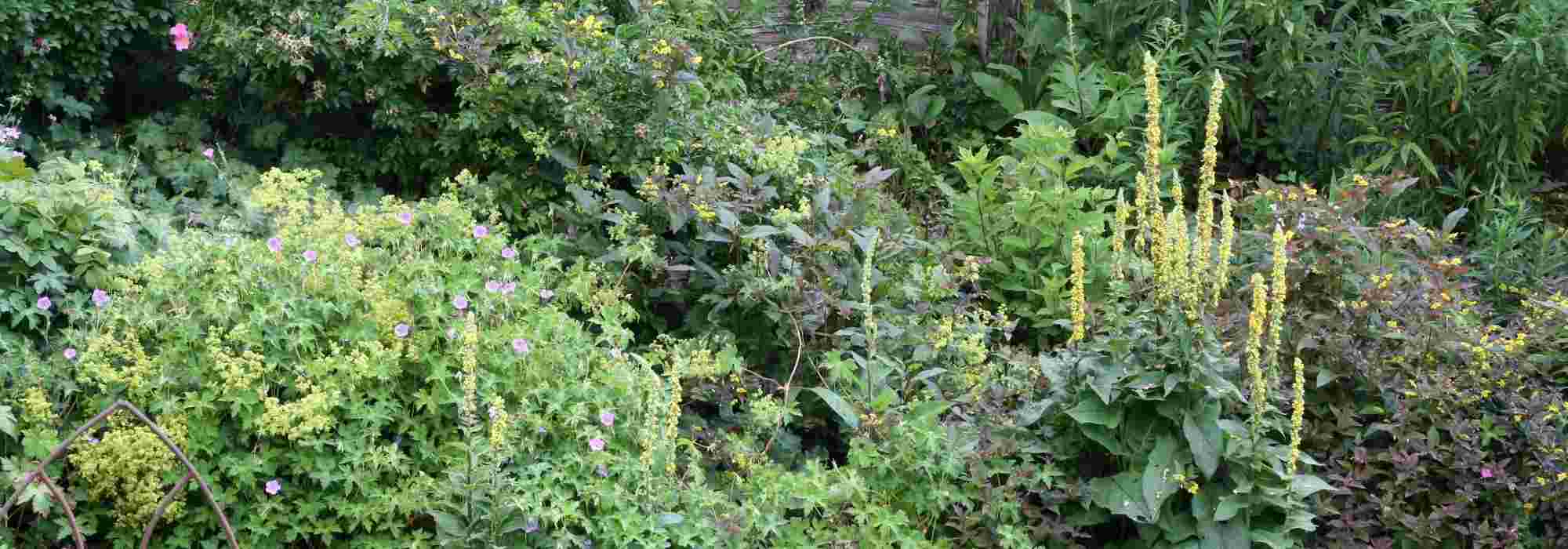 ¿Cómo diseñar un jardín en pendiente?