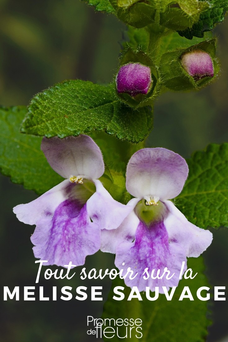 melisa silvestre, melittis