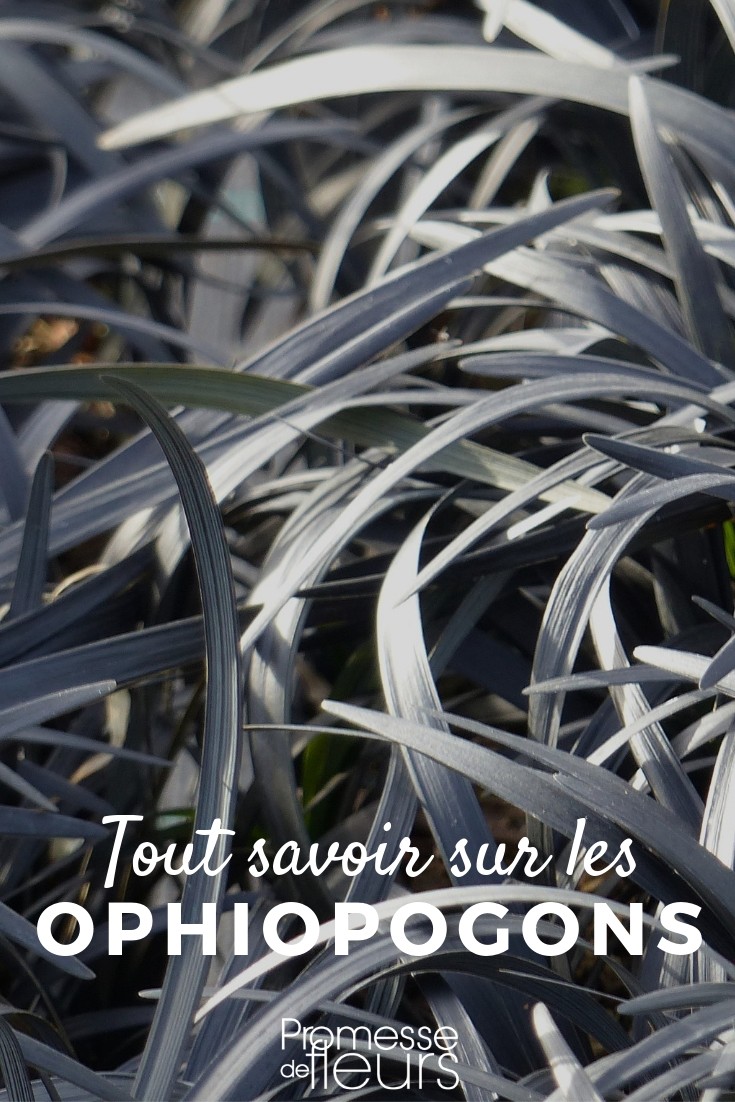 Todo sobre la barba de serpiente