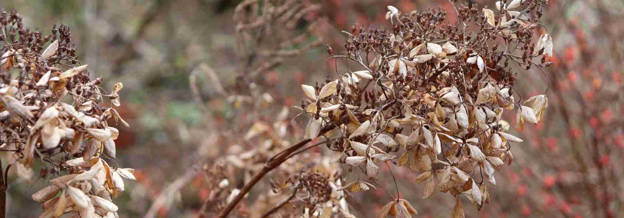 ¿Planta muerta o aún dormida?