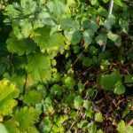 Mi arbusto está dando chupones. ¿Por qué? ¿Qué hacer?