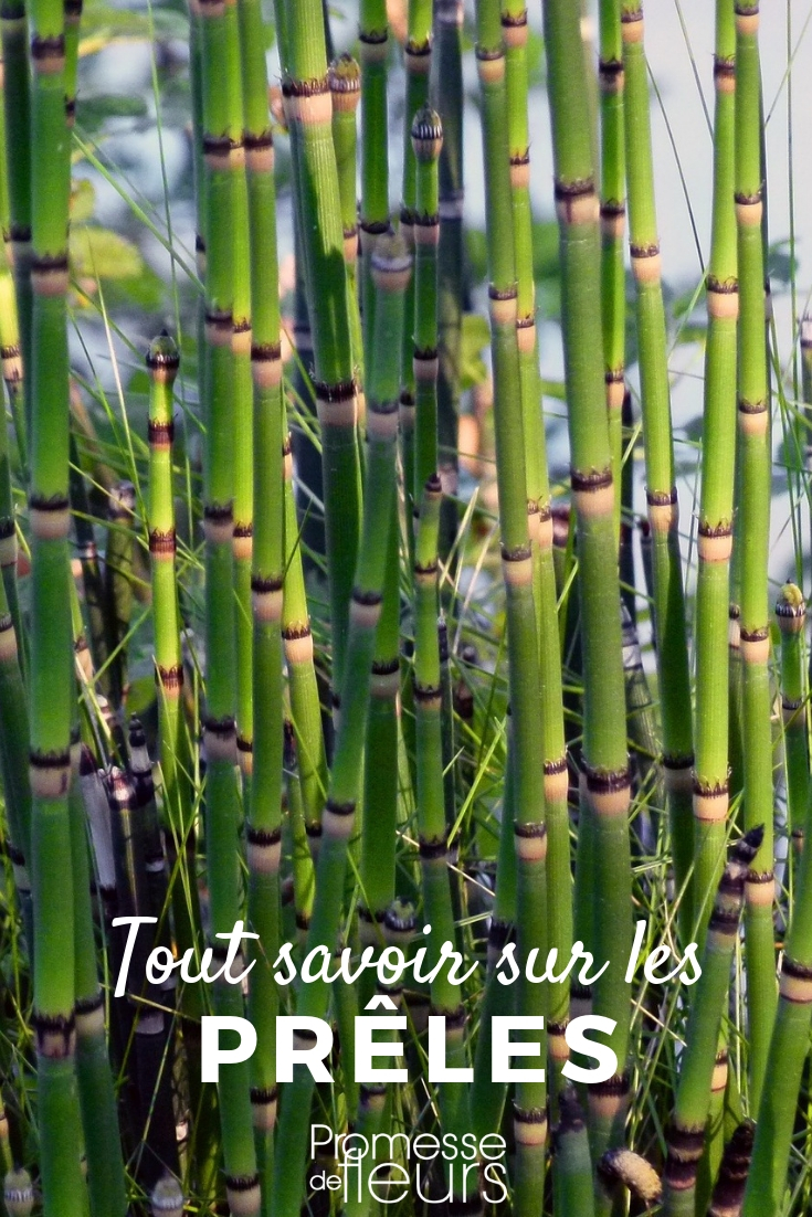 **Cola de caballo (Equisetum): plantación y cultivo**

La cola de caballo (Equisetum) es una planta fascinante y antigua que añade un toque único a cualquier jardín. Con su aspecto primitivo y su capacidad para crecer en condiciones húmedas, es ideal para estanques, bordes de agua o zonas con suelo constantemente húmedo. Aquí te explicamos cómo plantar y cuidar esta planta singular.

### **Plantación de la cola de caballo**

1. **Elección del lugar**:  
   La cola de caballo prefiere lugares húmedos o encharcados. Es perfecta para zonas cercanas a estanques, arroyos o áreas con drenaje limitado. También puede crecer en macetas sumergidas en agua.

2. **Preparación del suelo**:  
   Aunque es una planta adaptable, prefiere suelos ricos en materia orgánica y con buen drenaje. Si la plantas en un estanque, asegúrate de que el sustrato esté bien compactado.

3. **Plantación**:  
   - Siembra los rizomas o esquejes directamente en el suelo o en una maceta sumergida.  
   - Mantén una distancia de 30 a 50 cm entre plantas para evitar que se amontonen.  
   - Riega abundantemente después de la plantación.

### **Cuidados de la cola de caballo**

1. **Riego**:  
   Esta planta necesita mucha humedad. Si no está cerca de una fuente de agua, asegúrate de regarla con frecuencia para mantener el suelo húmedo.

2. **Luz**:  
   Prefiere lugares con luz solar parcial o total, aunque también puede tolerar la sombra ligera.

3. **Mantenimiento**:  
   - Controla su crecimiento, ya que puede volverse invasiva. Si es necesario, instala barreras subterráneas para limitar su expansión.  
   - Retira las partes secas o dañadas para mantener su aspecto saludable.

4. **Resistencia**:  
   La cola de caballo es resistente y puede soportar temperaturas frías. Es una planta perenne que regresa año tras año.

### **Usos en el jardín**

- **Decorativo**: Su aspecto único y vertical añade textura y altura a los jardines acuáticos.  
- **Funcional**: Es conocida por sus propiedades medicinales y su uso en infusiones.  
- **Control de erosión**: Sus raíces ayudan a estabilizar suelos en zonas húmedas.

Con estos consejos, podrás disfrutar de la belleza y los beneficios de la cola de caballo en tu jardín. ¡Es una planta que combina historia, utilidad y estética!