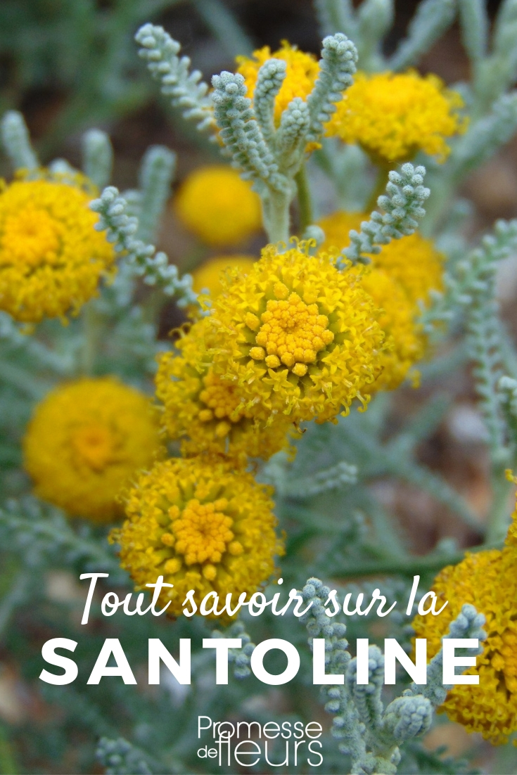 santolina todo lo que necesitas saber