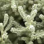 Santolina: plantar, cuidar, podar