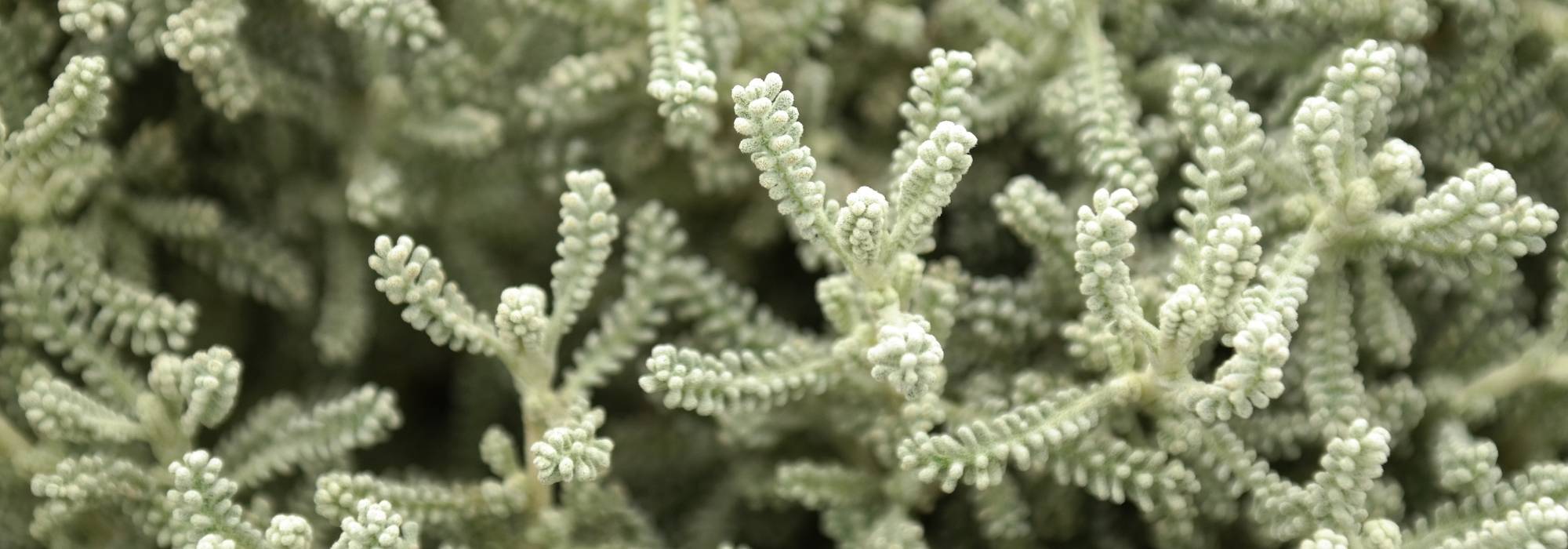 Santolina: plantar, cuidar, podar