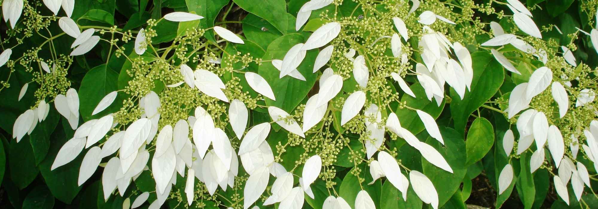 Schizophragma hydrangeoides: Plantación, cultivo, mantenimiento
