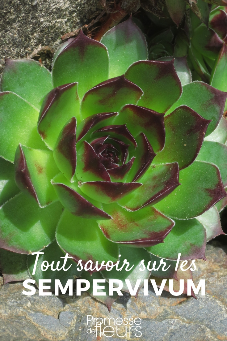 **Sempervivum, siempreviva - consejos de cultivo**

Los Sempervivum, comúnmente conocidos como siemprevivas, son plantas suculentas muy resistentes y fáciles de cultivar. Aquí tienes algunos consejos para su cuidado:

1. **Luz**: Prefieren lugares soleados. Asegúrate de que reciban al menos 6 horas de luz solar directa al día.

2. **Suelo**: Necesitan un suelo bien drenado. Puedes mezclar tierra de jardín con arena o grava para mejorar el drenaje.

3. **Riego**: Riega moderadamente. Deja que el suelo se seque completamente entre riegos. En invierno, reduce el riego al mínimo.

4. **Temperatura**: Son muy resistentes al frío y pueden soportar temperaturas bajo cero. Sin embargo, protege las plantas jóvenes de las heladas intensas.

5. **Propagación**: Se propagan fácilmente a través de hijuelos que crecen alrededor de la planta madre. Separa los hijuelos y plántalos en un nuevo lugar.

6. **Plagas y enfermedades**: Son generalmente resistentes a plagas y enfermedades. Vigila el exceso de humedad, que puede causar pudrición de las raíces.

Siguiendo estos consejos, tus Sempervivum crecerán sanos y fuertes, añadiendo un toque de belleza y resistencia a tu jardín.