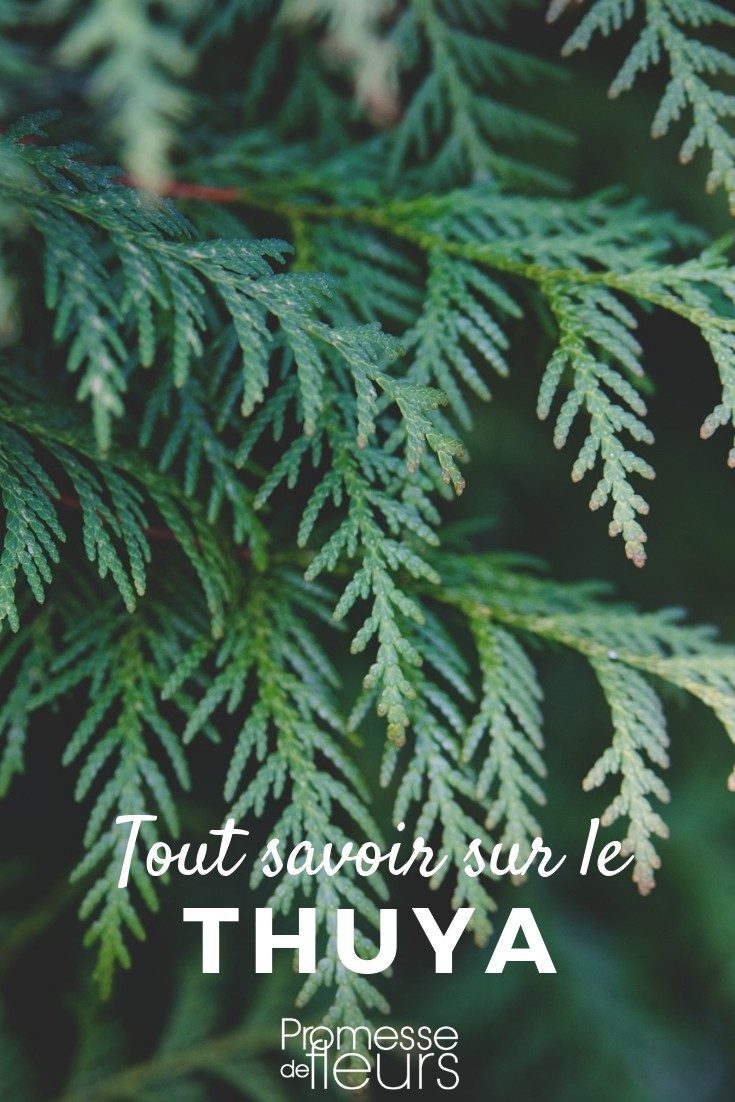 <h1>Thuja: Todo lo que necesitas saber</h1>

<p>El <strong>Thuja</strong>, también conocido como tuya, es un género de coníferas muy popular en jardinería por su versatilidad y belleza. Estas plantas son ideales para setos, pantallas de privacidad y como elementos decorativos en jardines. A continuación, te contamos todo lo que necesitas saber sobre el Thuja.</p>

<h2>Características del Thuja</h2>

<p>El Thuja es una planta perenne que pertenece a la familia de las Cupressaceae. Sus hojas son escamosas y emiten un aroma agradable cuando se frotan. Existen varias especies de Thuja, siendo las más comunes:</p>

<ul>
    <li><strong>Thuja occidentalis</strong> (Tuya occidental)</li>
    <li><strong>Thuja plicata</strong> (Tuya gigante)</li>
    <li><strong>Thuja orientalis</strong> (Tuya oriental)</li>
</ul>

<h2>Cuidados del Thuja</h2>

<p>Para mantener tu Thuja en perfecto estado, sigue estos consejos:</p>

<ul>
    <li><strong>Ubicación:</strong> Planta el Thuja en un lugar con sol o sombra parcial.</li>
    <li><strong>Suelo:</strong> Prefiere suelos bien drenados y ligeramente ácidos.</li>
    <li><strong>Riego:</strong> Mantén el suelo húmedo, especialmente durante los primeros años.</li>
    <li><strong>Poda:</strong> Poda regularmente para mantener la forma deseada y estimular el crecimiento.</li>
</ul>

<h2>Usos del Thuja en el jardín</h2>

<p>El Thuja es muy versátil y puede utilizarse de diversas maneras en tu jardín:</p>

<ul>
    <li><strong>Setos:</strong> Ideal para crear setos densos y altos.</li>
    <li><strong>Pantallas de privacidad:</strong> Perfecto para proteger tu intimidad.</li>
    <li><strong>Elemento decorativo:</strong> Añade un toque verde y elegante a cualquier espacio.</li>
</ul>

<h2>Problemas comunes</h2>

<p>Aunque el Thuja es una planta resistente, puede enfrentarse a algunos problemas:</p>

<ul>
    <li><strong>Plagas:</strong> Vigila la presencia de ácaros y cochinillas.</li>
    <li><strong>Enfermedades:</strong> Puede sufrir de hongos si el suelo está demasiado húmedo.</li>
    <li><strong>Quemaduras solares:</strong> En zonas muy soleadas, las hojas pueden quemarse.</li>
</ul>

<p>Con estos consejos, podrás disfrutar de un Thuja sano y hermoso en tu jardín. ¡No dudes en plantarlo y disfrutar de sus múltiples beneficios!</p>