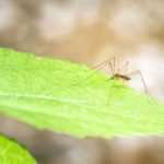 10 plantas repelentes de mosquitos y eficaces