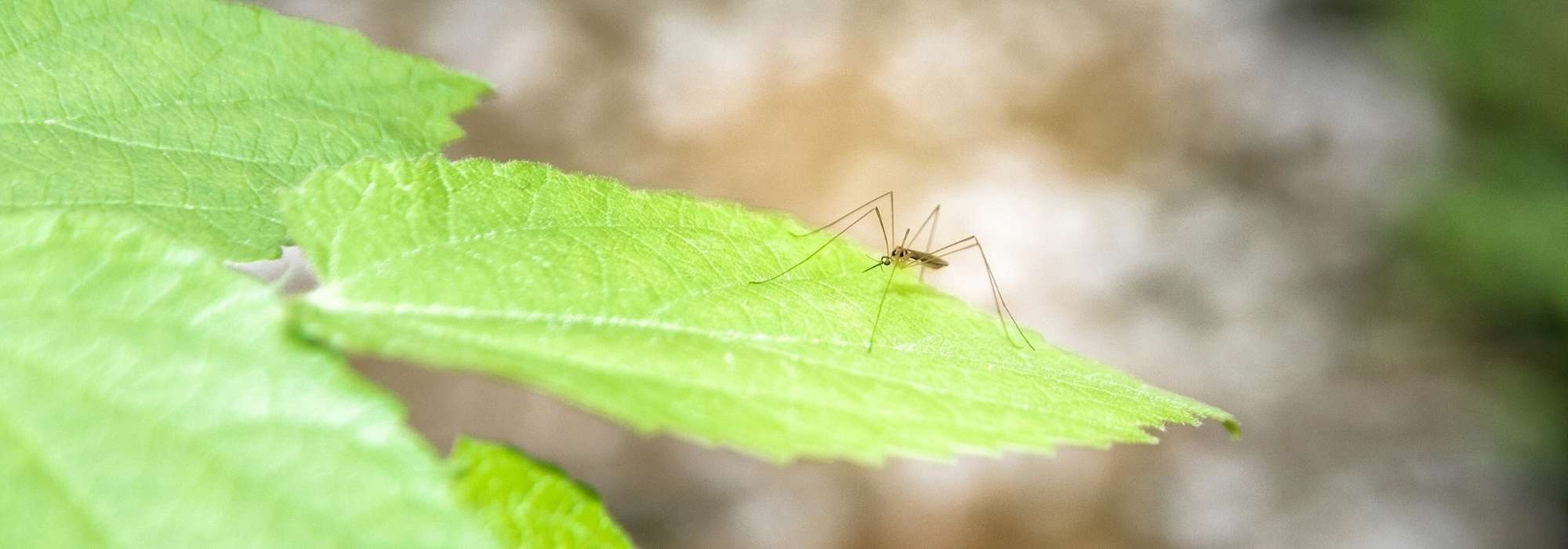 10 plantas repelentes de mosquitos y eficaces