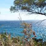 10 arbustos perfectos en jardines costeros