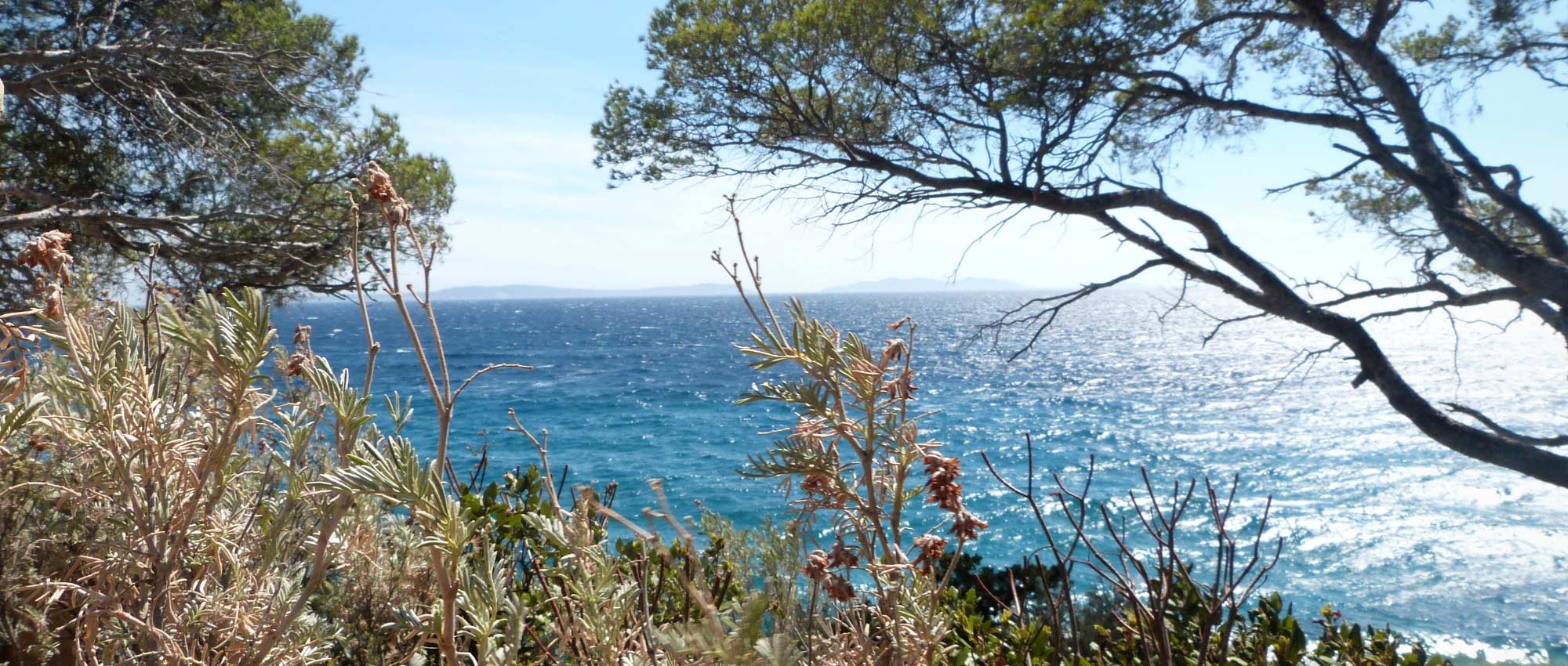 10 arbustos perfectos en jardines costeros