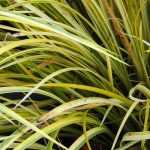 Acoro, Acorus gramineus y calamus: plantar, cultivar, mantener