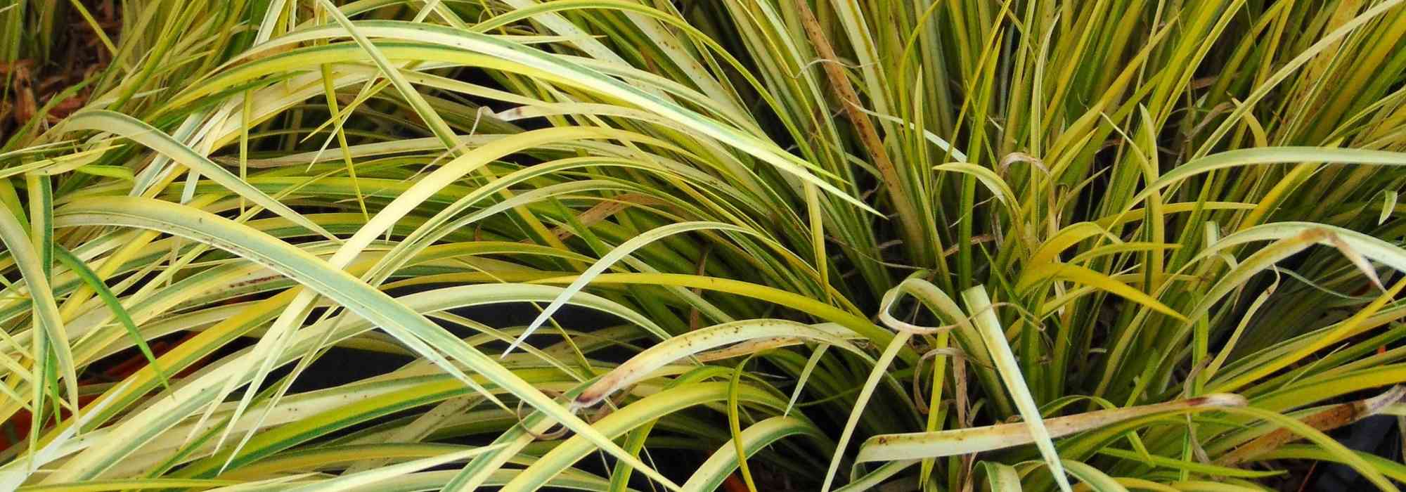 Acoro, Acorus gramineus y calamus: plantar, cultivar, mantener