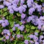Ageratum, Agerato de México: siembra, plantación, cuidado