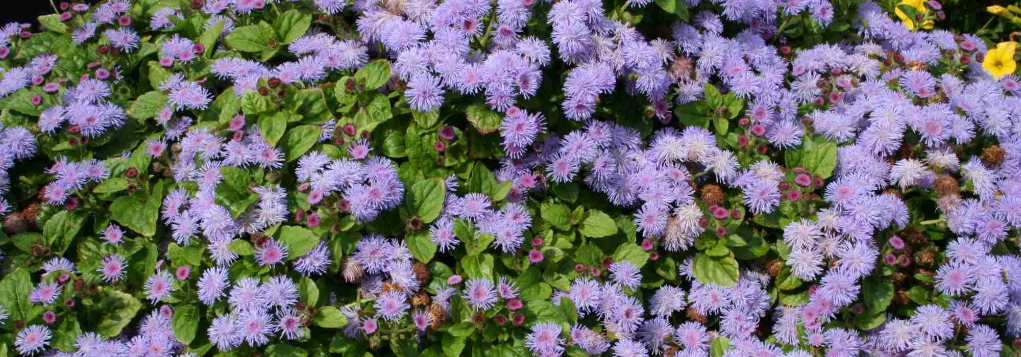 Ageratum, Agerato de México: siembra, plantación, cuidado